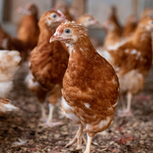 Chiken, alif agro