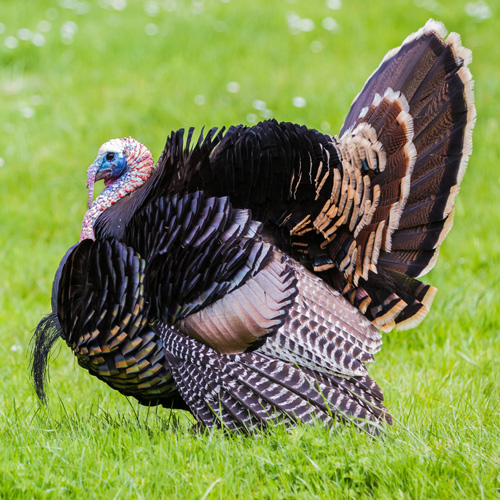 Turkey, Alif agro